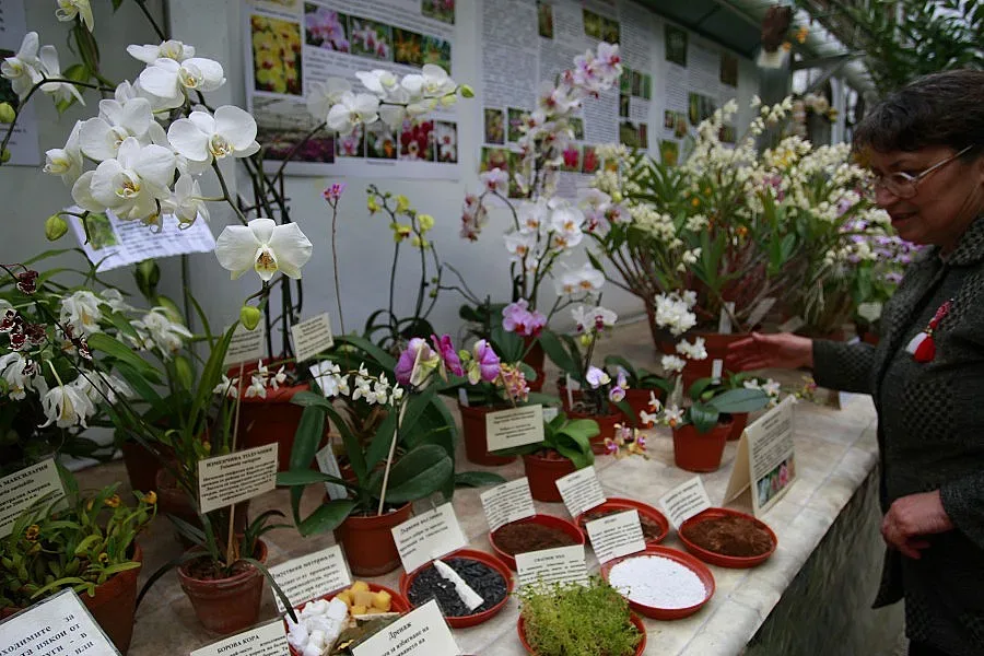 Опашки за орхидеи в  Ботаническата градина  