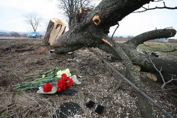 Ковчег вместо бал за хубавата Теди