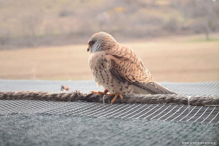 Първите белошипи ветрушки се завърнаха у дома