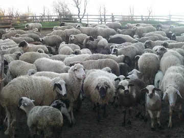 Личен гард за всяко стадо с овце и кози преди Великден