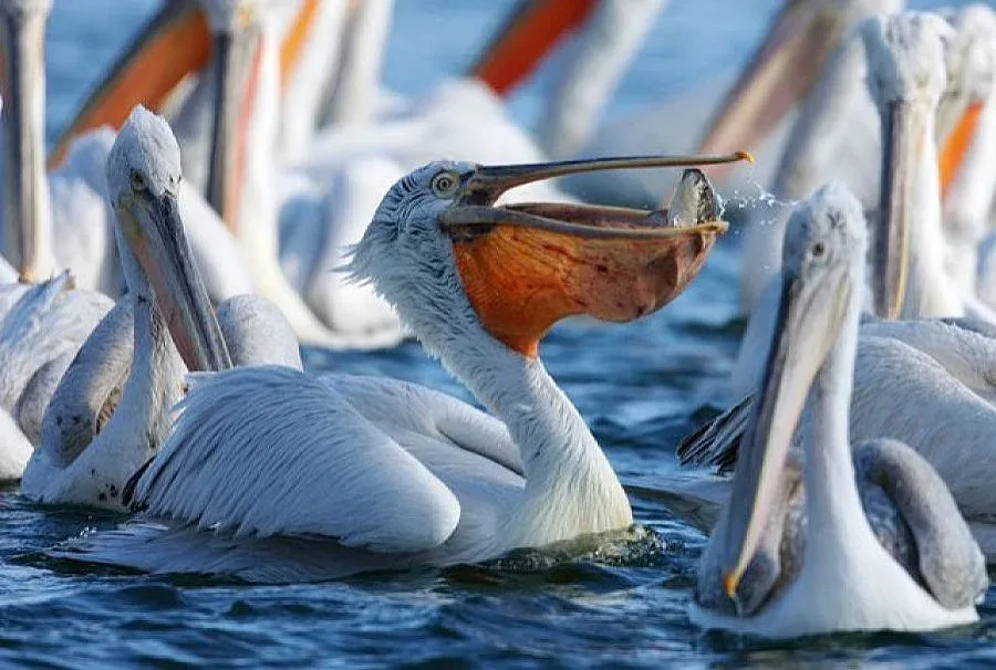 Пеликаните в Сребърна започнаха да строят гнезда