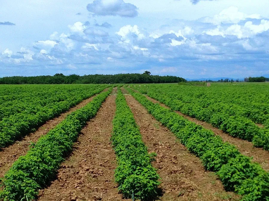 Дават 237 млн. евро на "зелени" ферми