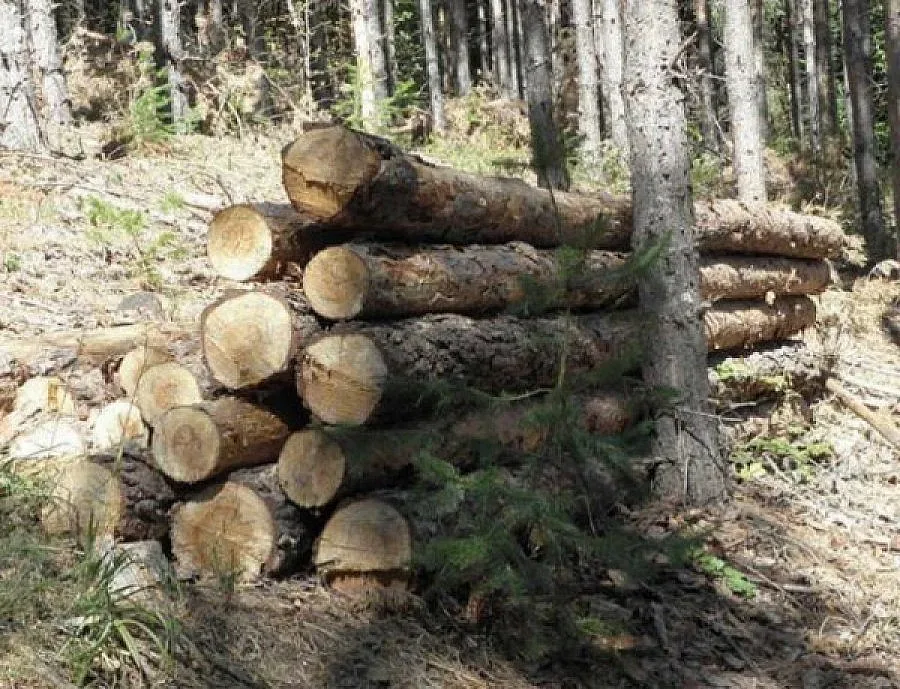 Стопираха транспорта на дървесина в Белово