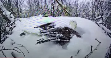 Затрогващо: Орел пази яйцата си в снега (ВИДЕО)