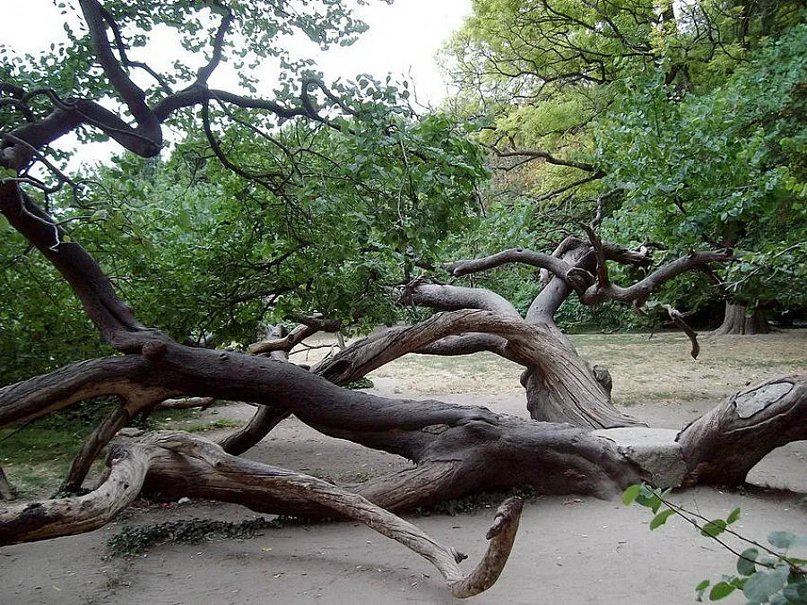Кривото дърво в Морската градина грейва нощем
