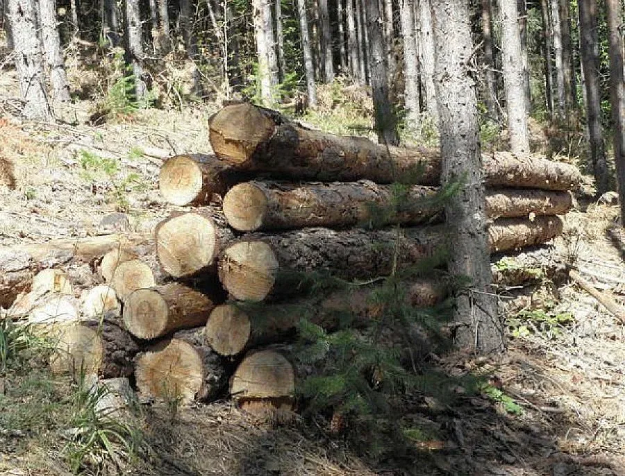 18 бракониери с по 25 акта секат гори