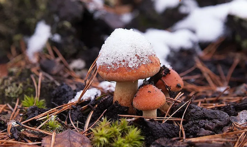 Сняг и дъжд в четвъртък. Големи разлики в температурите