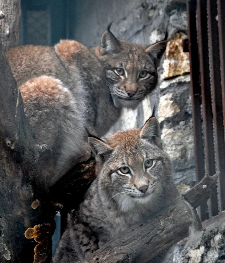 Двойка рисове са новите обитатели на хасковския зоопарк
