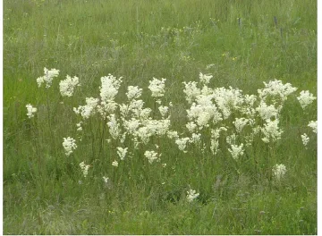 Общинари пишат правила за бране на билки 