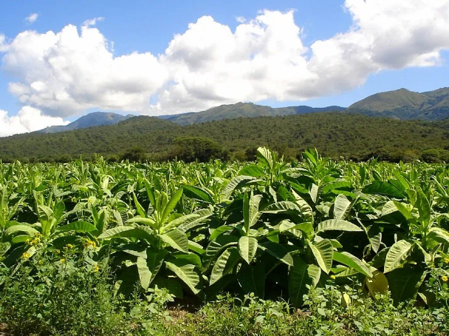 Тютюнопроизводителите блокират три ГКПП в петък