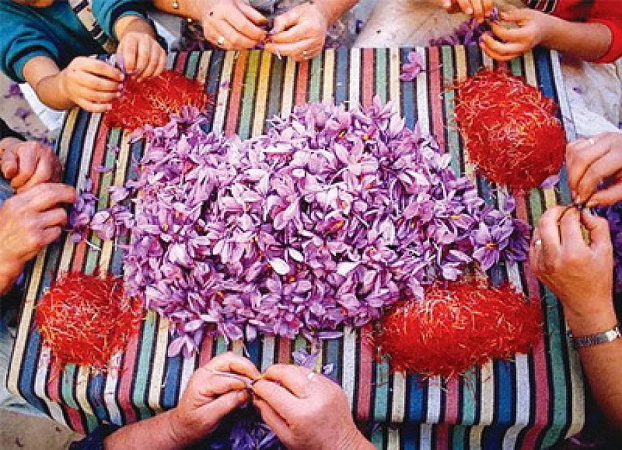 Шафран може да замени тютюна