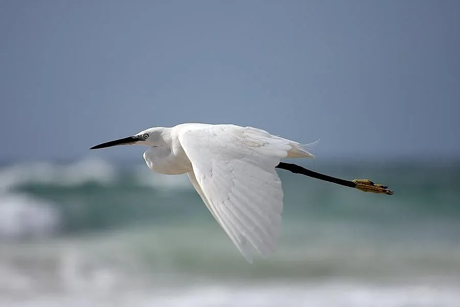 Чапли бедстват по Струма