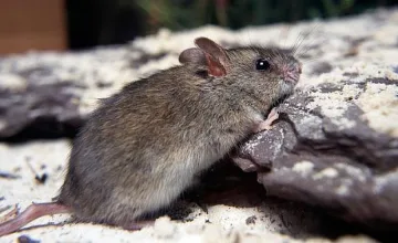 Сливен с акция срещу мишките