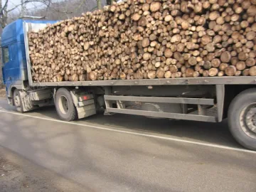 В Бранковци палят свещи за изсечената си гора