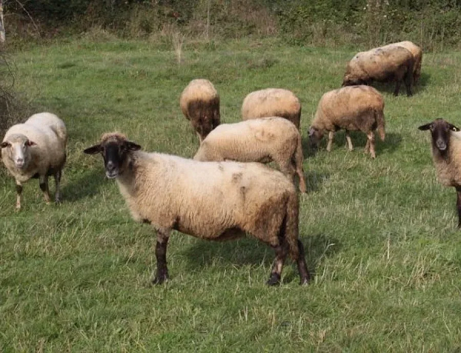 От 4 март ваксинират животни срещу "син език"