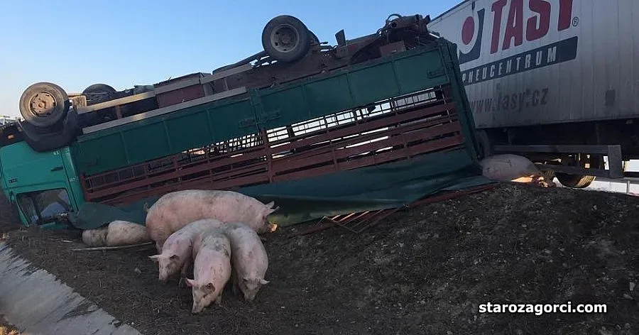 Прасета затвориха магистрала "Тракия"