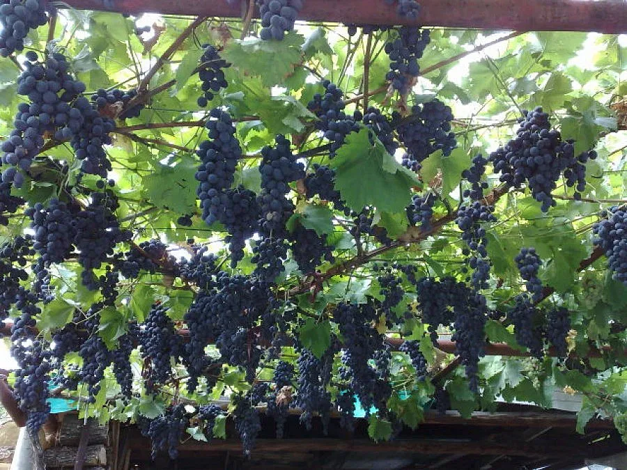 200 руснаци зарязаха лозята в Св. Влас