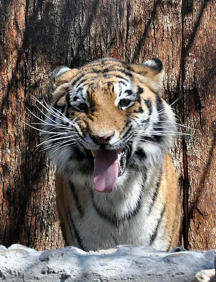 Изпращат тигрицата Найша в Пазарджик