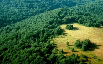 Международна комисия проверява Странджа за незаконна сеч
