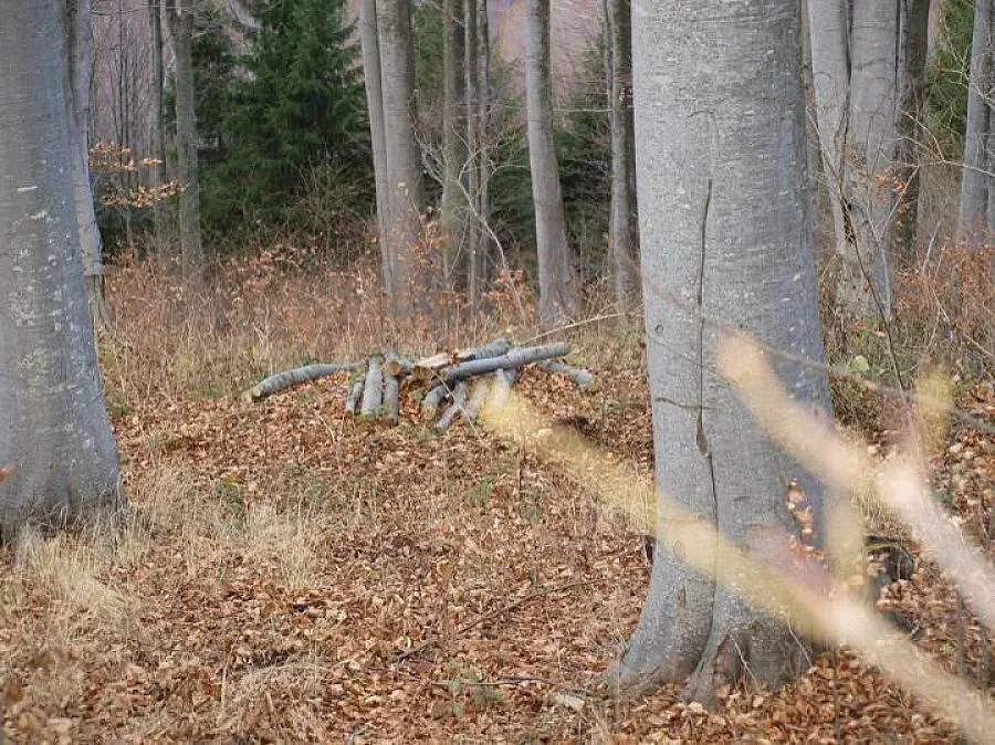 Увеличават защитените гори със 103 000 хектара