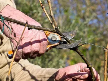 Гръцки кметове зарязват лозя у нас