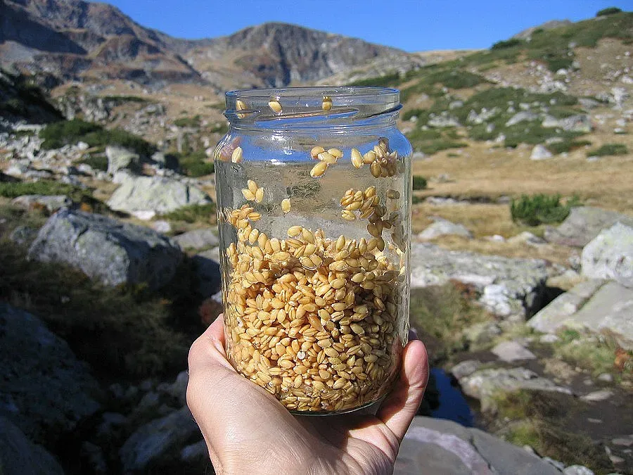 Житният режим на Дънов започва точно след пълнолуние