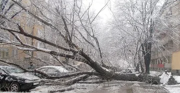 Мокър сняг повали вековно дърво във Видин
