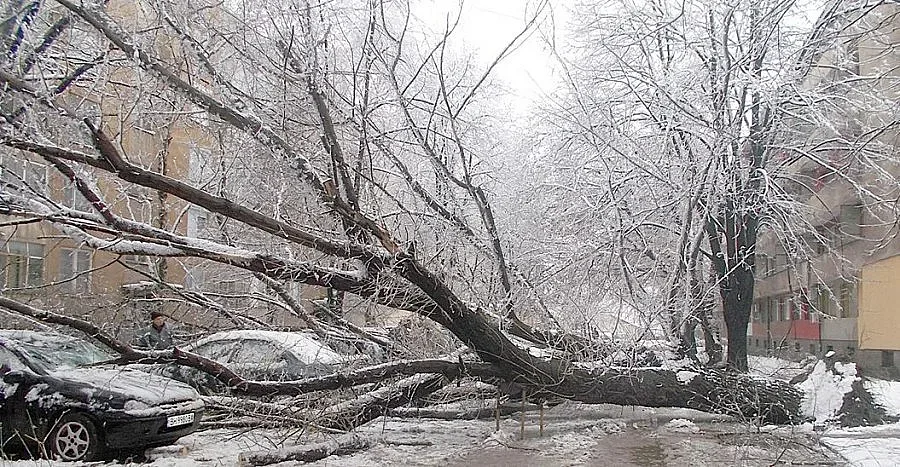 Мокър сняг повали вековно дърво във Видин