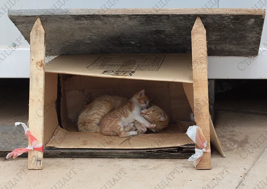 За 4 години са кастрирани 6 000 котки в България