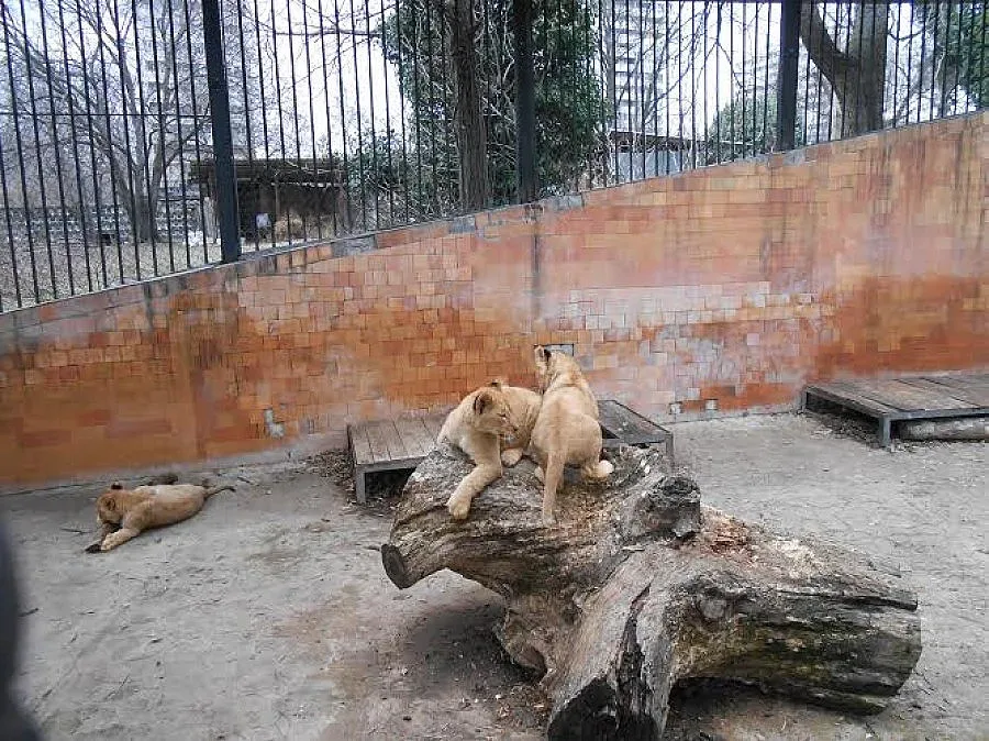 Бойко и Малкият принц мъркат в клетка на морето