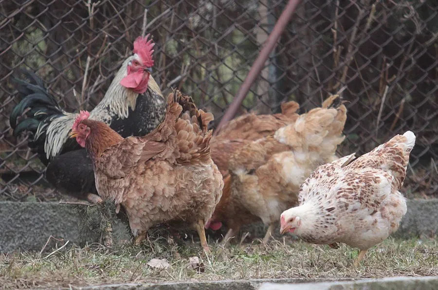 Умъртвяват птици в Бургаско заради птичия грип