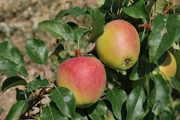 Дундаров: Училища и забавачки да минат на биопродукти