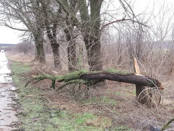 Паднало от буря дърво уби жена в Русенско