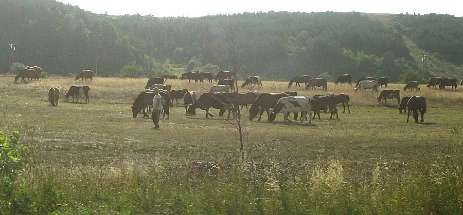 Променят правилата за субсидии за фермерите