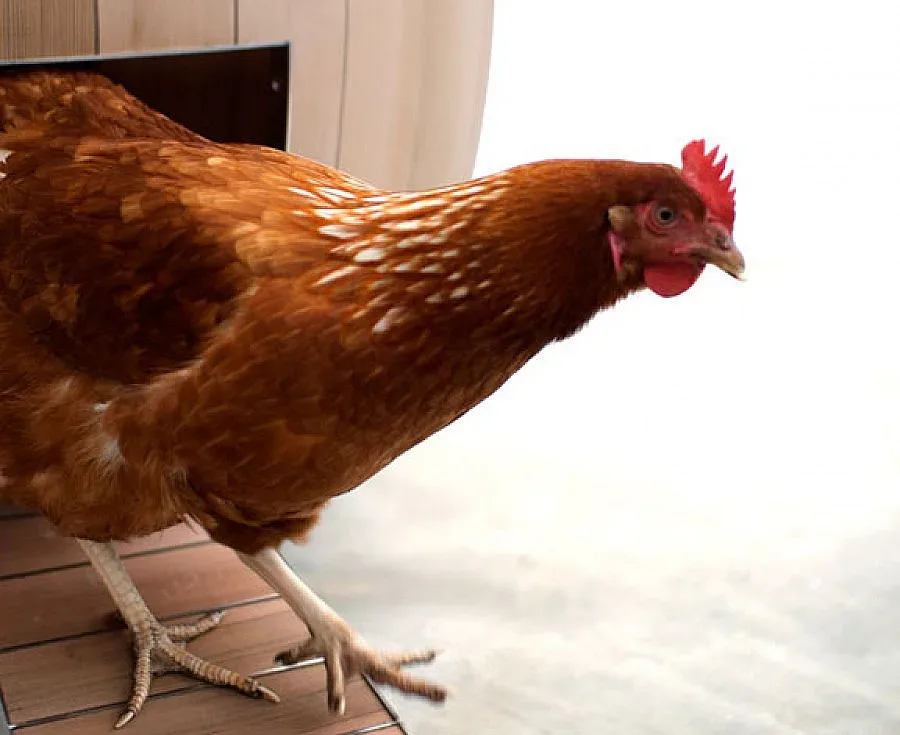 Домашни кокошки в бургаско село със съмнения за птичи грип 