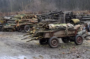 Безработни се препитават с незаконна сеч