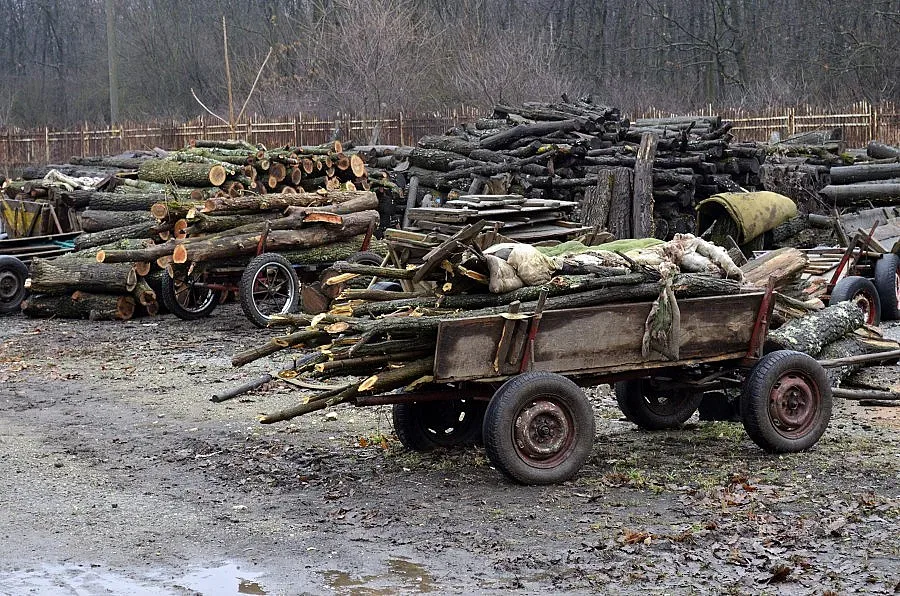 Безработни се препитават с незаконна сеч