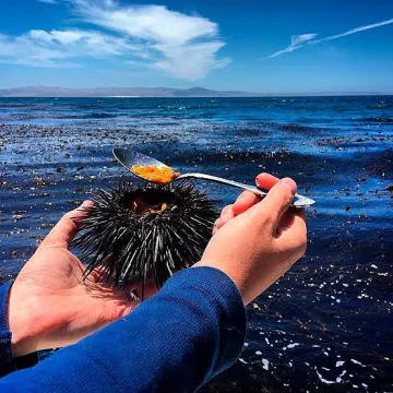 Как да си подготвим яйчени нудли с морски таралеж