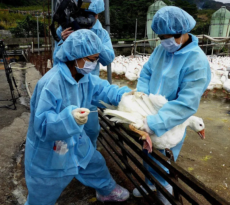 Откриха мъртъв пеликан в Старозагорско