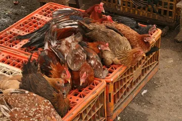В четвъртък се събира Областната епизоотична комисия в Добрич