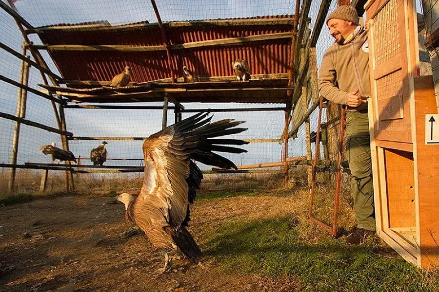 Докараха 2 белоглави лешояда в Кресненското дефиле