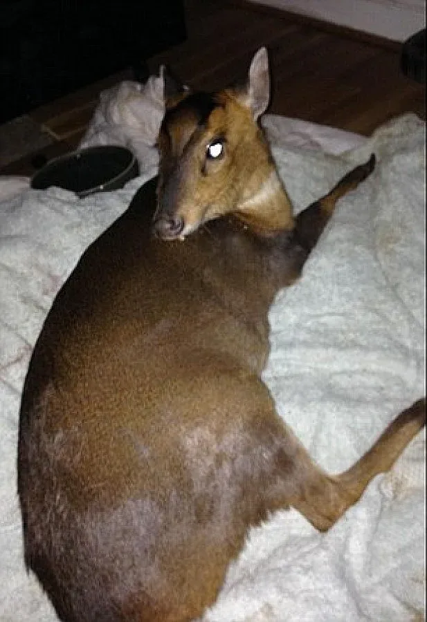 Шампион просълзи Острова с елен