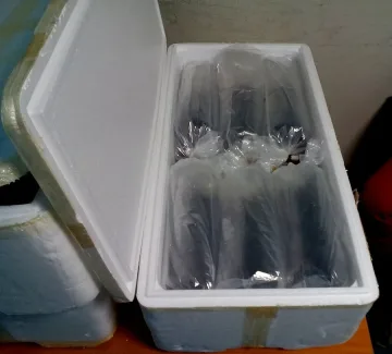 Измряха змиорките на китайците