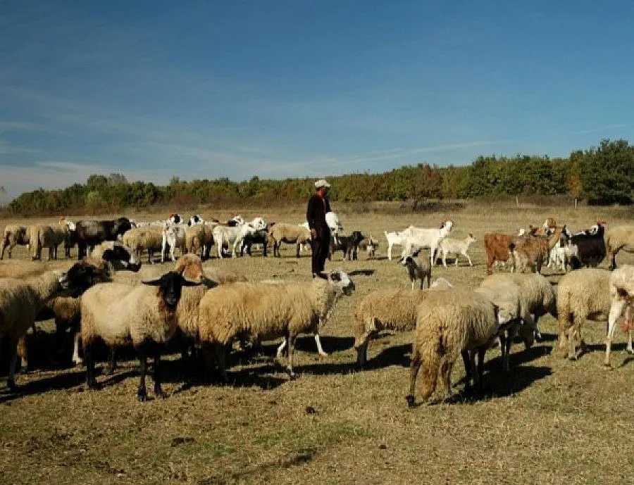 Стопаните, засегнати от „син език", са получили обезщетенията си