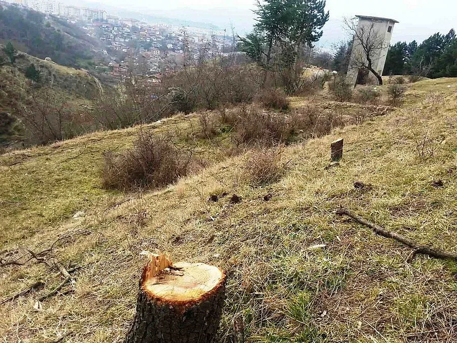 Сеч на дървета в парк