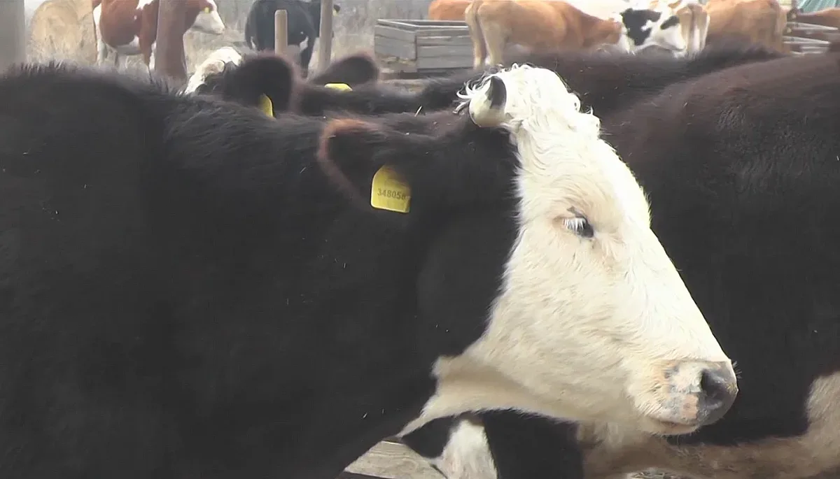 Опасност за цената на сиренето и кашкавала. Ето защо може да поскъпнат