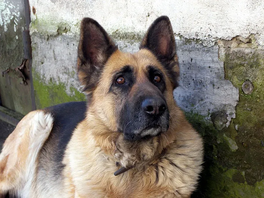 Овчарки нападнаха работник