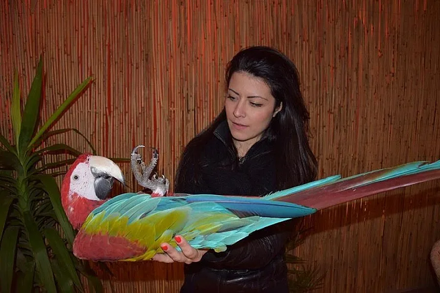 Екзотични папагали се надприказват в Мол-джунгла