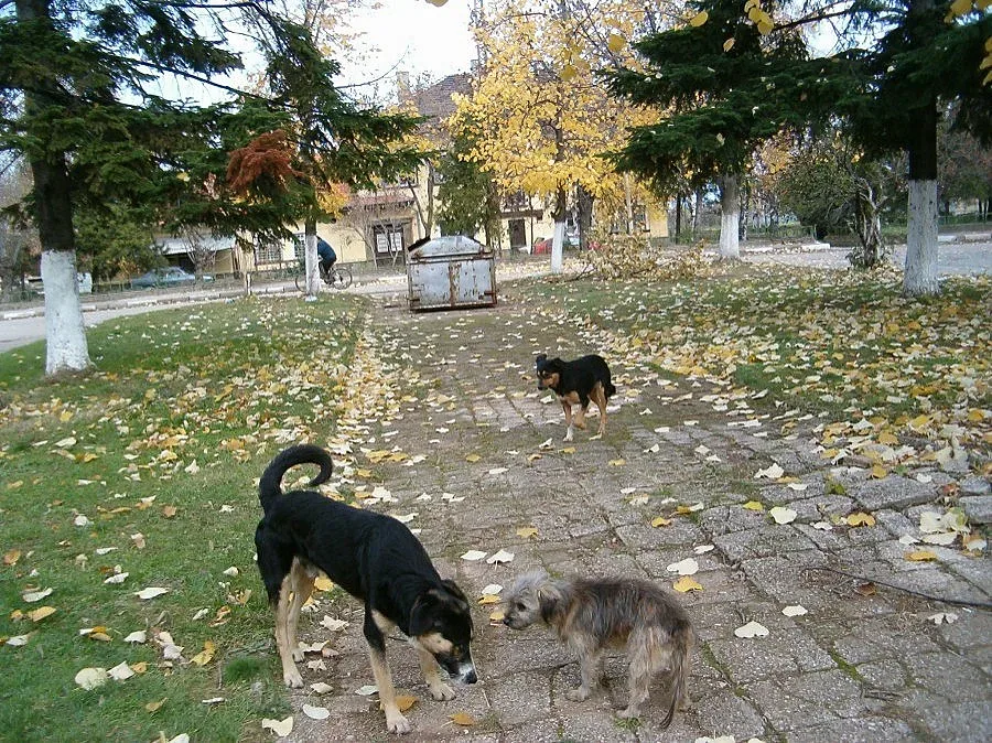 Танева подхваща бездомните кучета