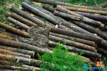 Закупиха 90% от предложената дървесина в ЮЗДП